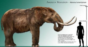 How is a Mastodon like a Bus?